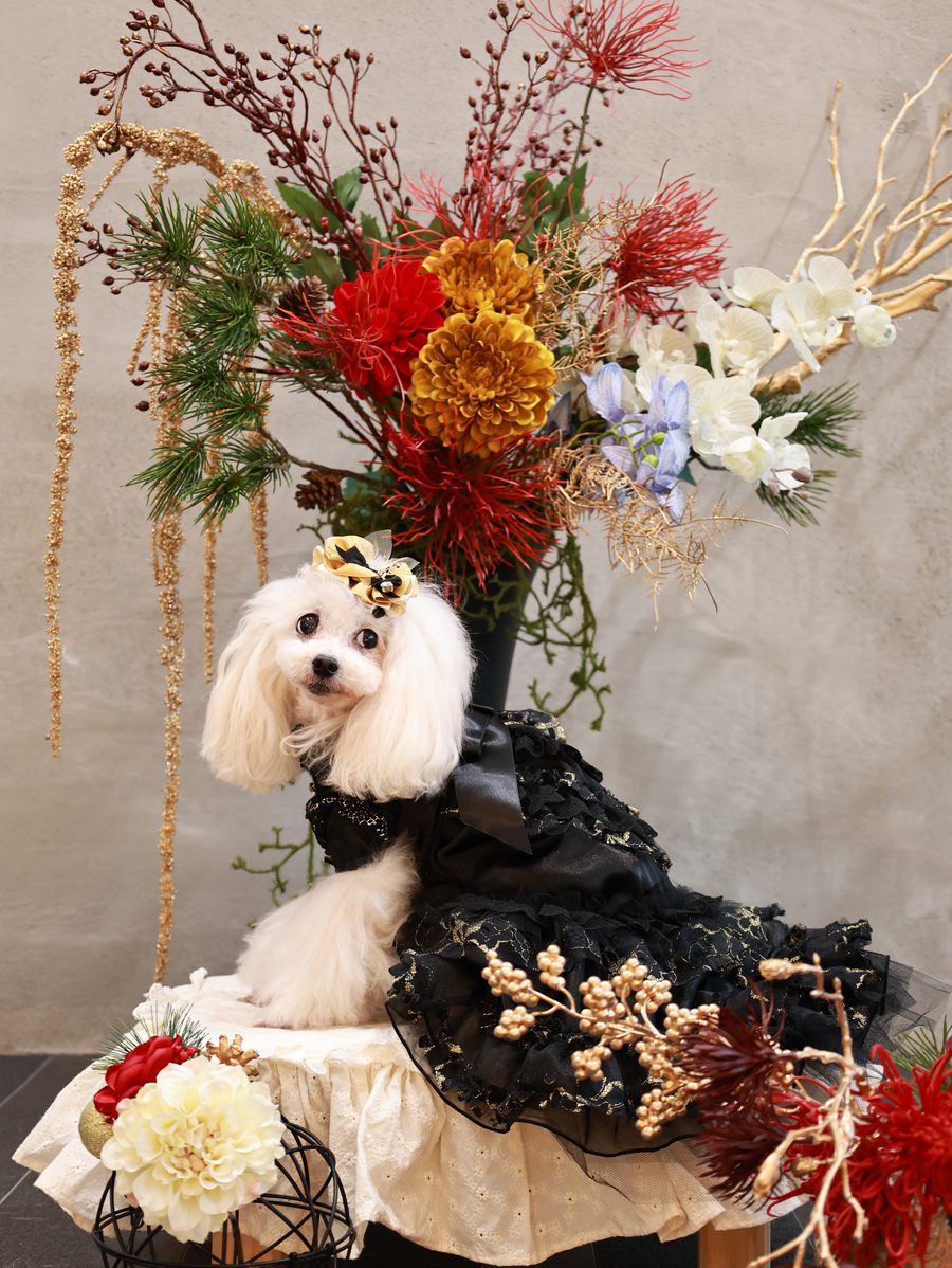 冬のフォトスペース。お正月の和の花と黒いドレスのトイプードル