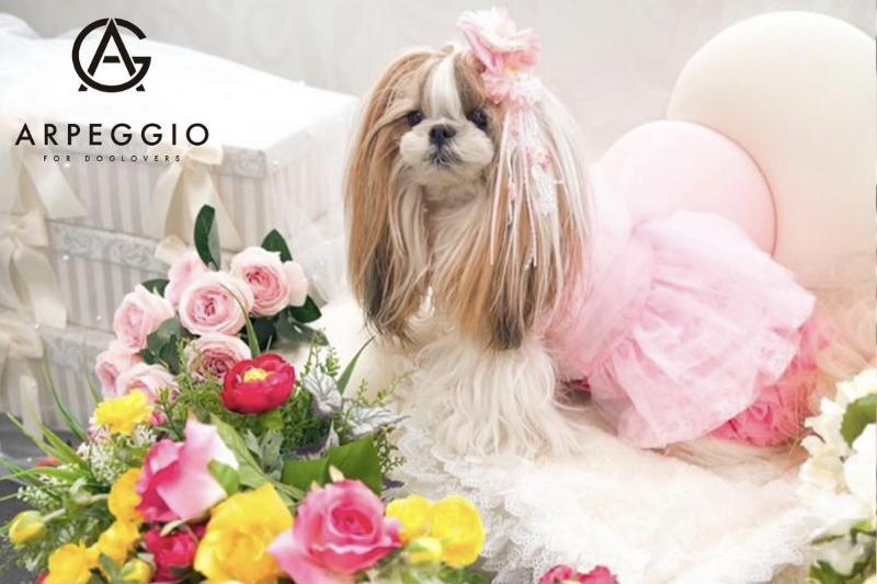 春のフォトスペース。ピンクのドレスのシーズーと春の花