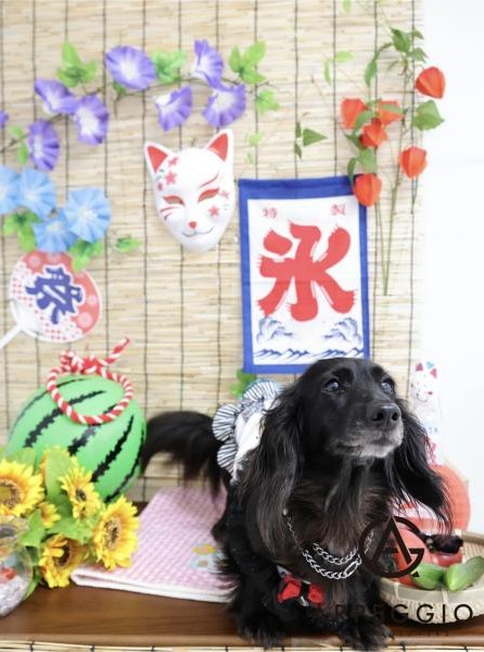 夏のフォトスペース。氷の旗とすだれの夏祭り