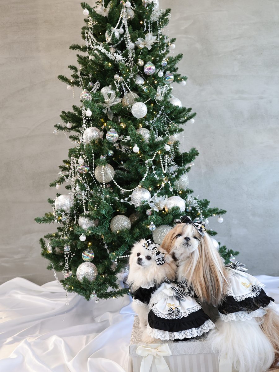 冬のフォトスペース。クリスマスツリーとポメラニアンとシーズー